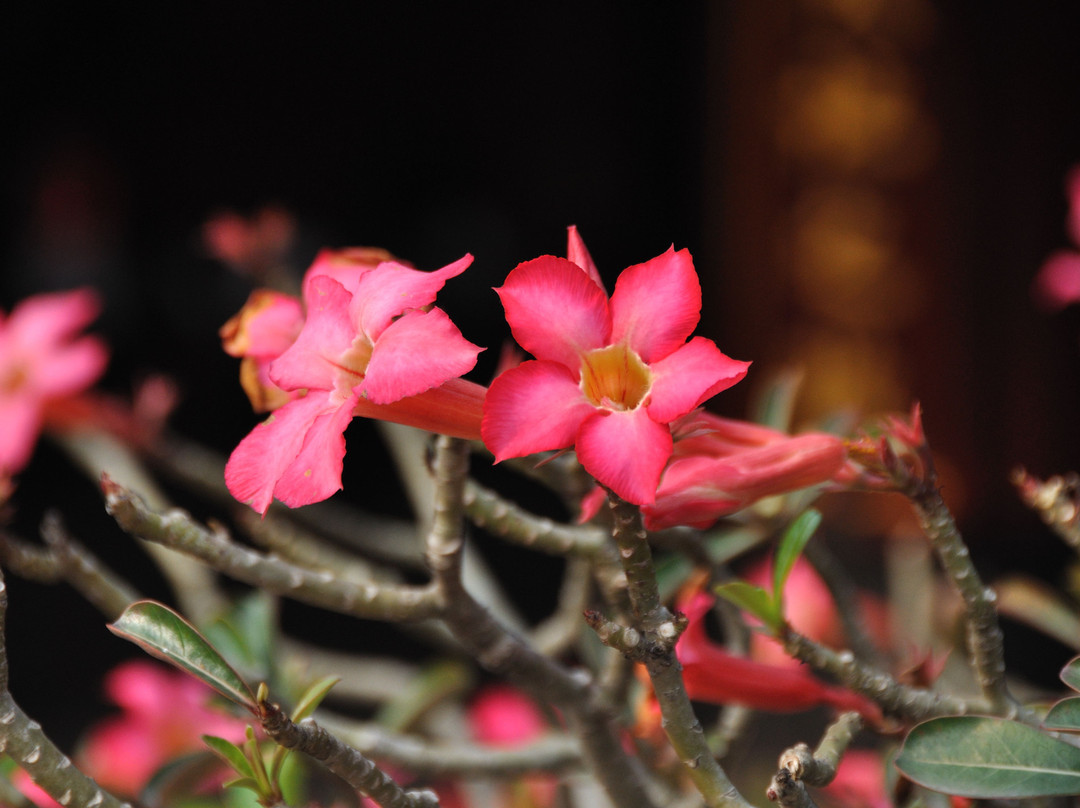 文庙与国立大学-河内必去景点