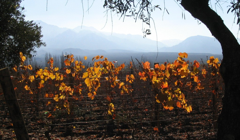 Conalbi Grinberg Casa Vinicola-Maipu必去景点