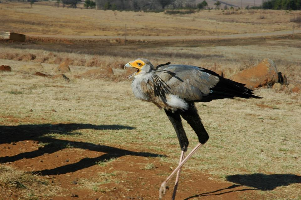 Dullstroom Bird of Prey & Rehabilitation Centre-德尔斯特鲁姆必去景点