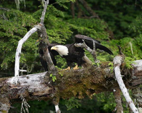 Alaska Waters-Wrangell必去景点