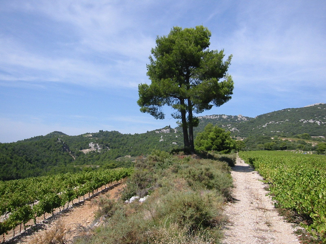Domaine le Clos des Cazaux景点图片