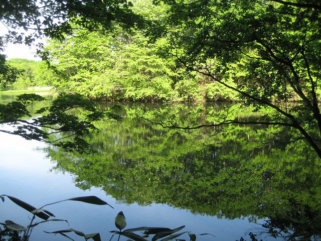 Nishiki Onuma Park景点图片
