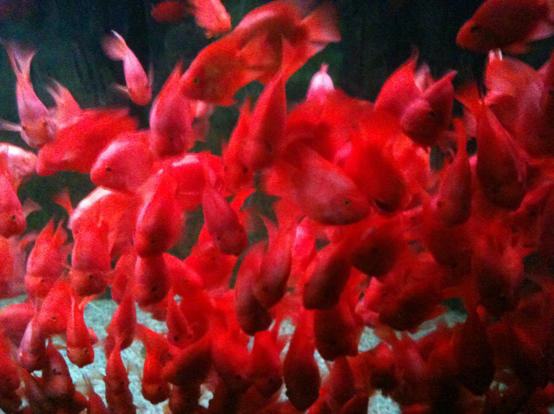 蓬莱海洋极地世界-蓬莱市必去景点