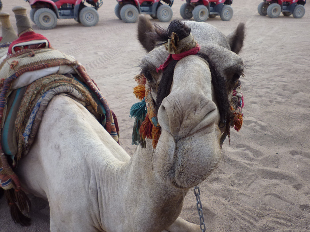 Sinai Safari Adventures-纳布克湾必去景点