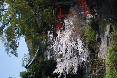 Uji Shrine-宇治市必去景点