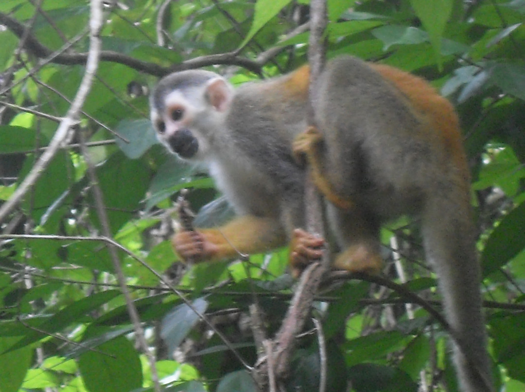 Manuel Antonio Expeditions景点图片