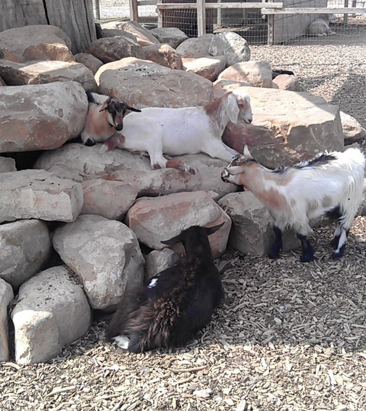 Scipio餐馆和美食-Dairy Queen