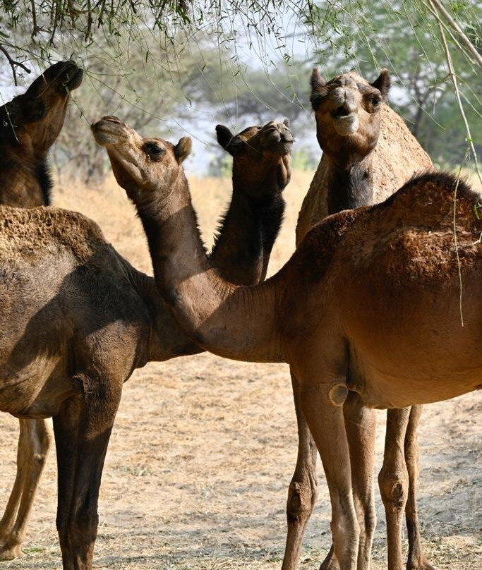 Jorbeer Conservation Reserve-碧卡内必去景点