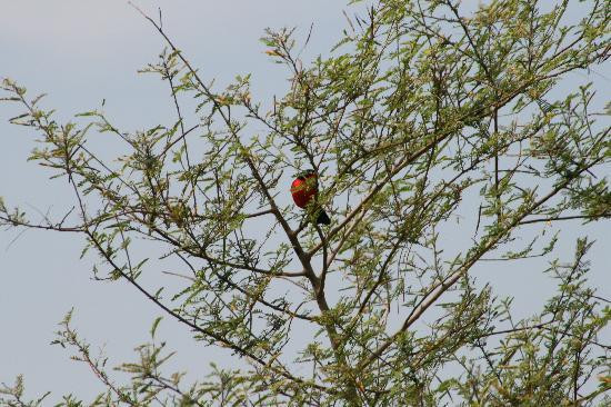Dunga Bay-基苏木必去景点