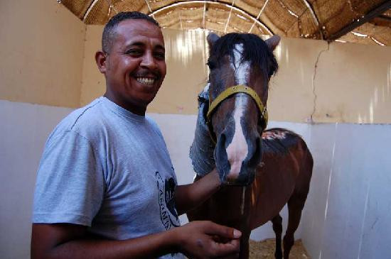 ACE - Animal Care in Egypt-卢克索必去景点