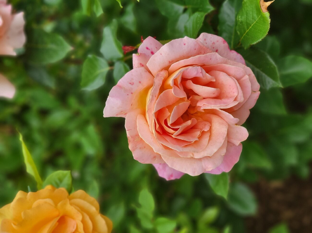 Strewn Winery-滨湖尼亚加拉必去景点