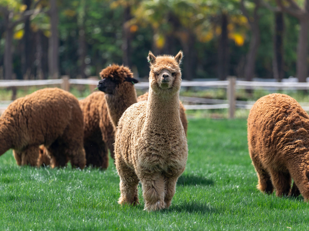 自然卷卷牧野-上海市必去景点