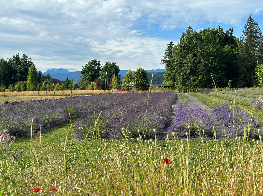 Tuscan Farm Gardens景点图片
