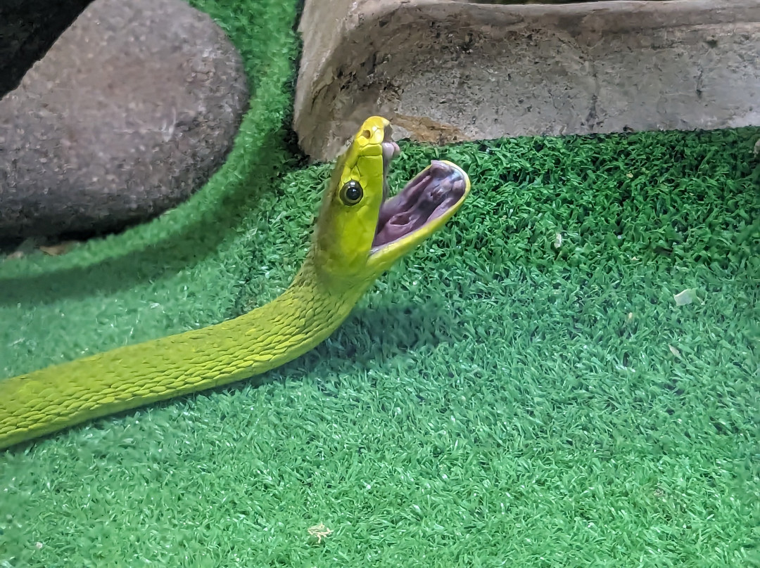 Japan Snake Center-太田市必去景点