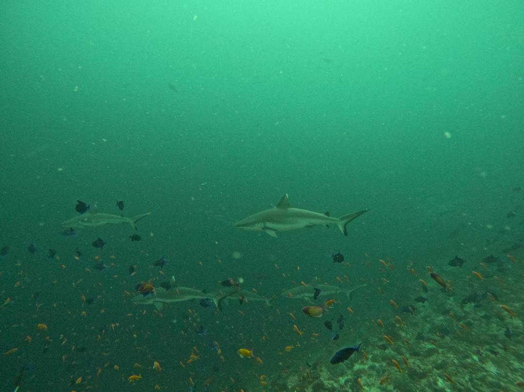 Rasdhoo Dive Club景点图片