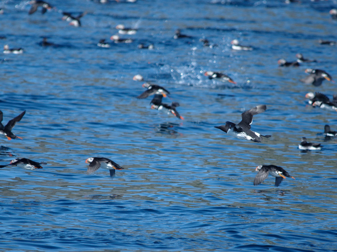 Bird Safari景点图片