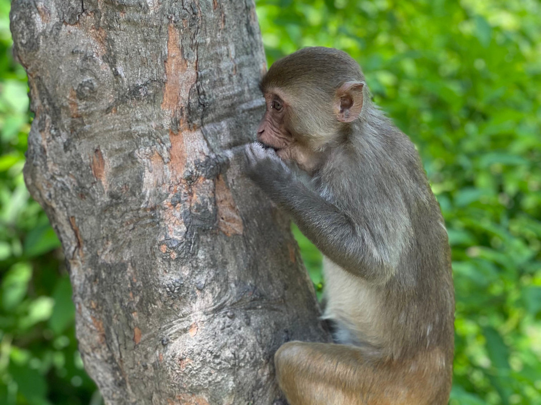 猴岛-芽庄必去景点