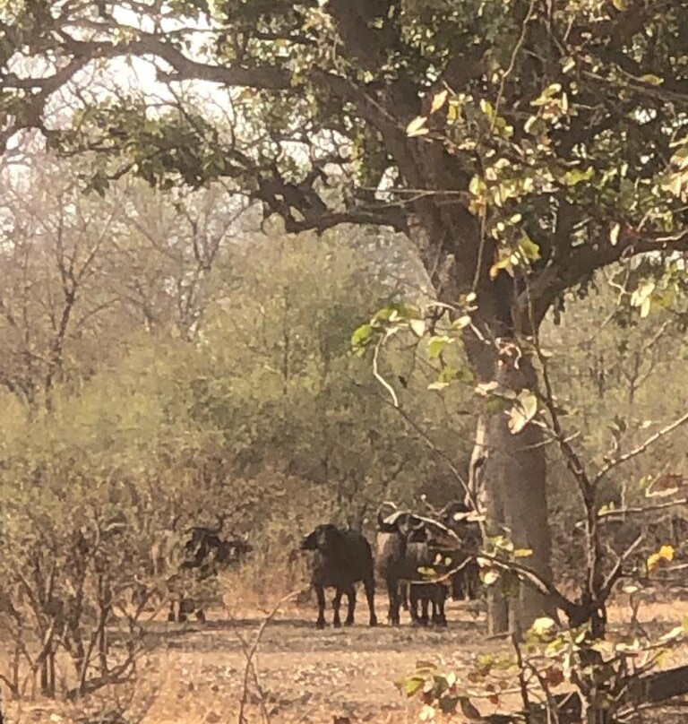 North Luangwa River Lodge & Camp主图