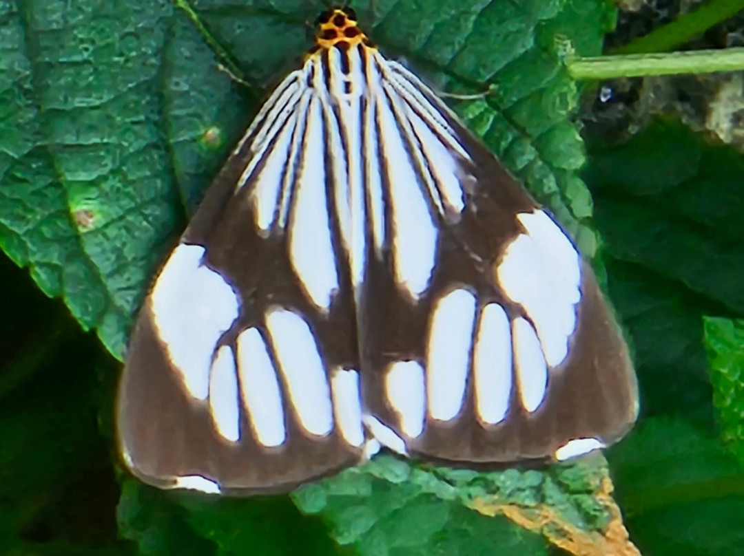 Sterling Vythiri Wayanad主图