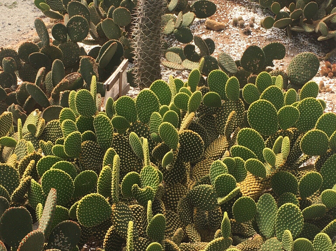 Villa René-圣安东尼奥杜皮尼亚尔必去景点