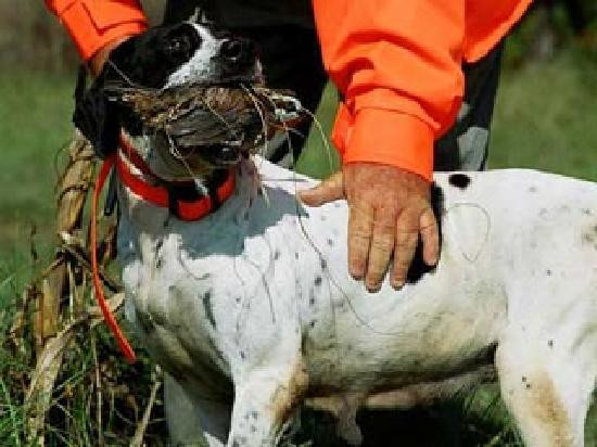 Quail Ridge Hunting Preserve景点图片