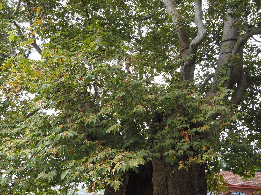 Giant Plane Tree-Telavi必去景点
