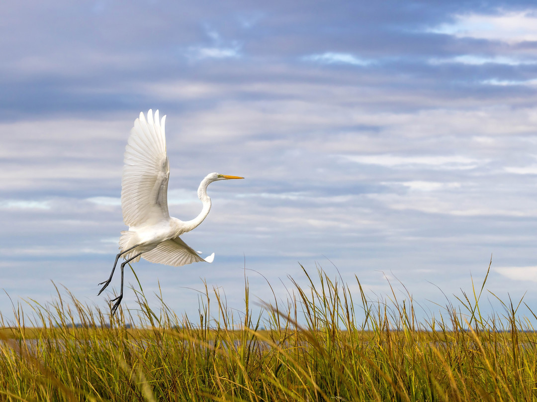 Lowcountry Photo Safaris景点图片