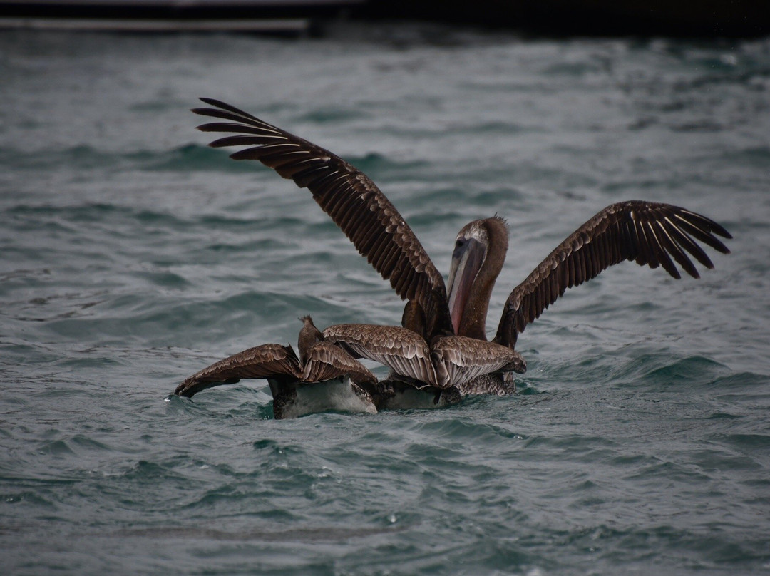 Whale Watch Cabo景点图片
