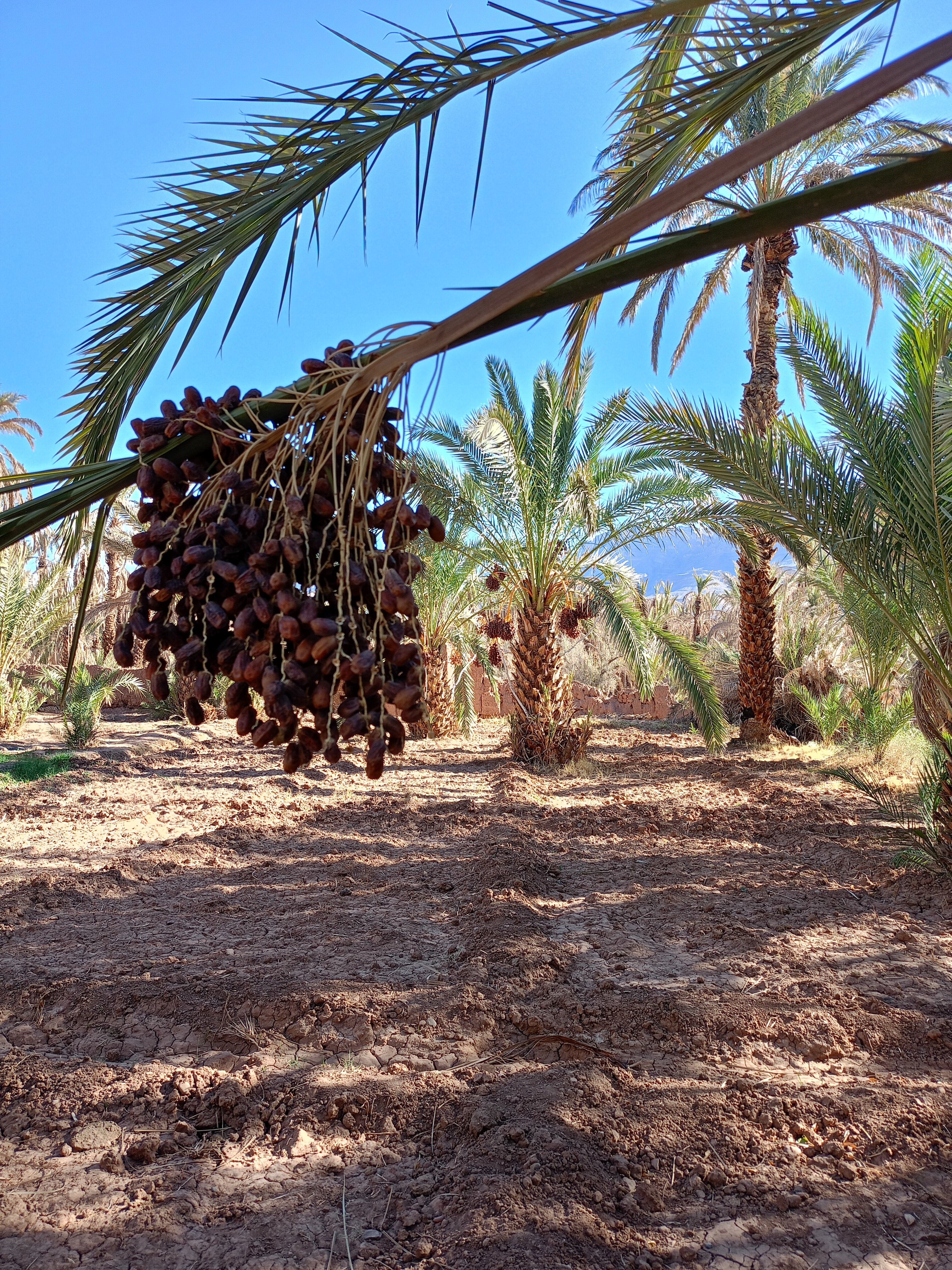Kasbah Oulad Othmane-官方