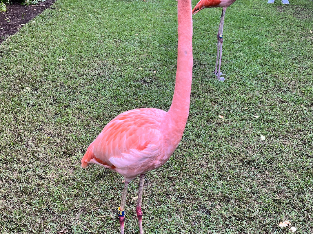 巴哈马君悦度假村主图