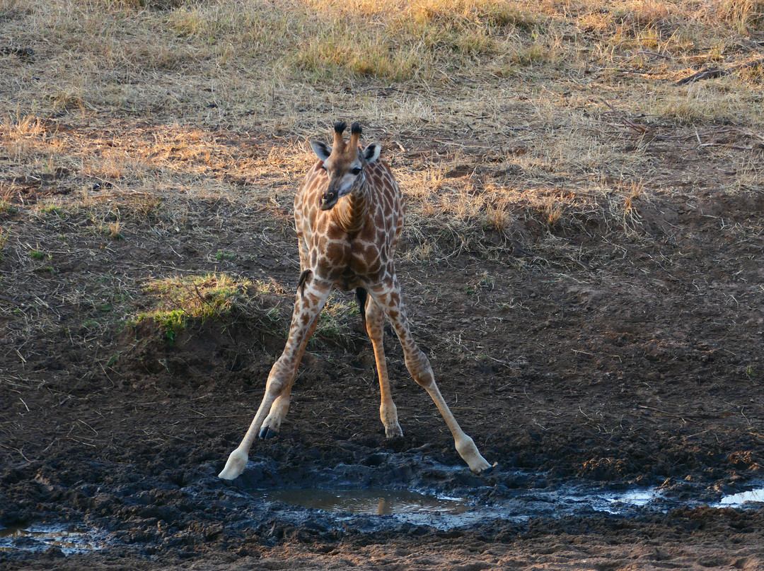 Sadaka Safaris-贝拉贝拉必去景点