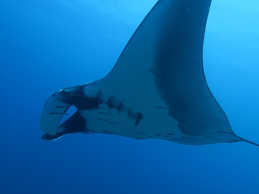 Infinity Divers-普吉岛必去景点