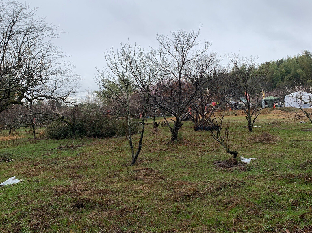 Plum Forest-城阳市必去景点