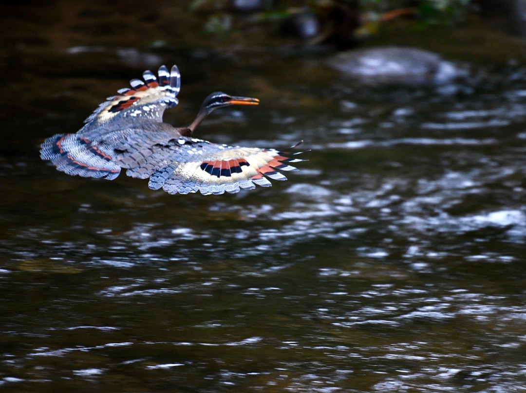 El Canto Del Rio主图