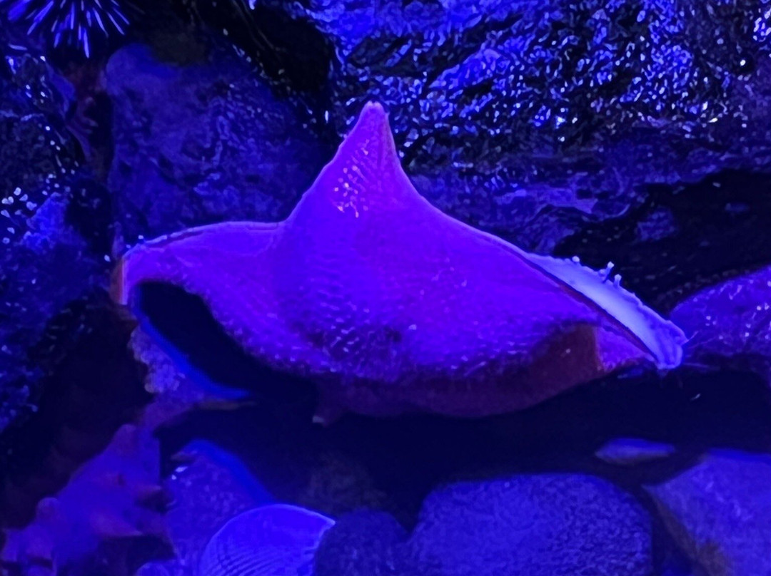 Charleston Marine Life Center-Charleston必去景点