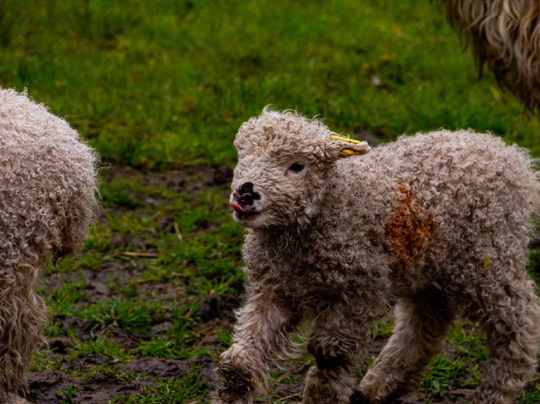 Hadleigh Farm - Rare Breeds Centre景点图片