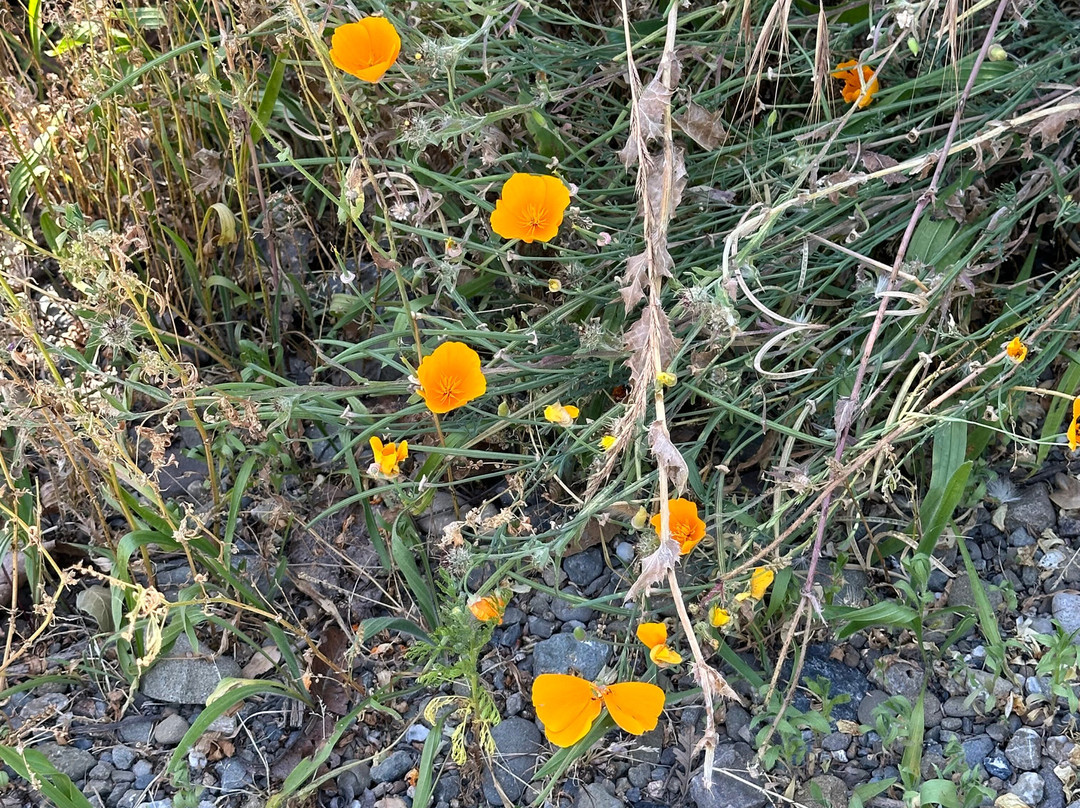 Casa de Fruta 小木屋, 旅馆 & 房车公园主图