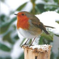 Belle-Noel