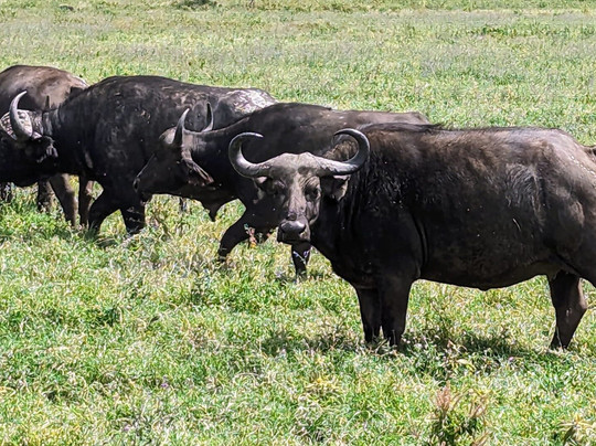 Nice man adventures tours and safaris-蒙巴萨必去景点