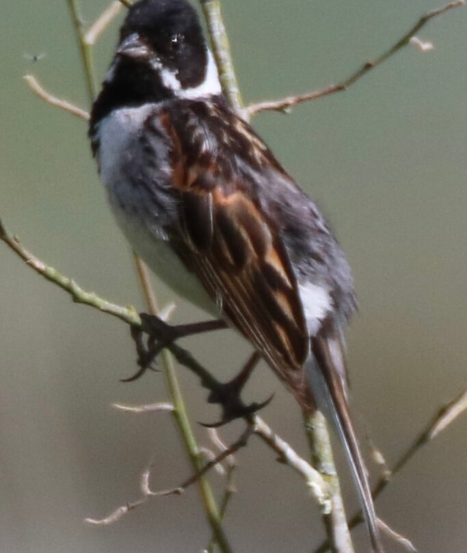 RSPB Fairburn Ings nature reserve景点图片