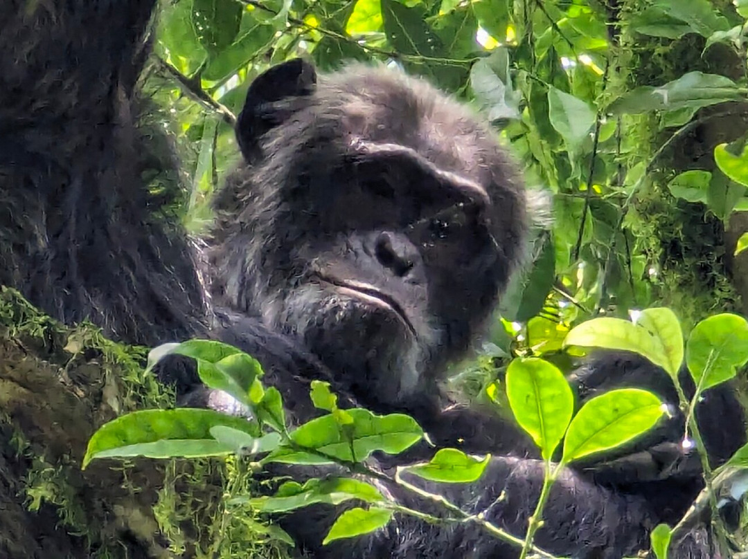 Kalinzu Central Forest Reserve-Bushenyi必去景点