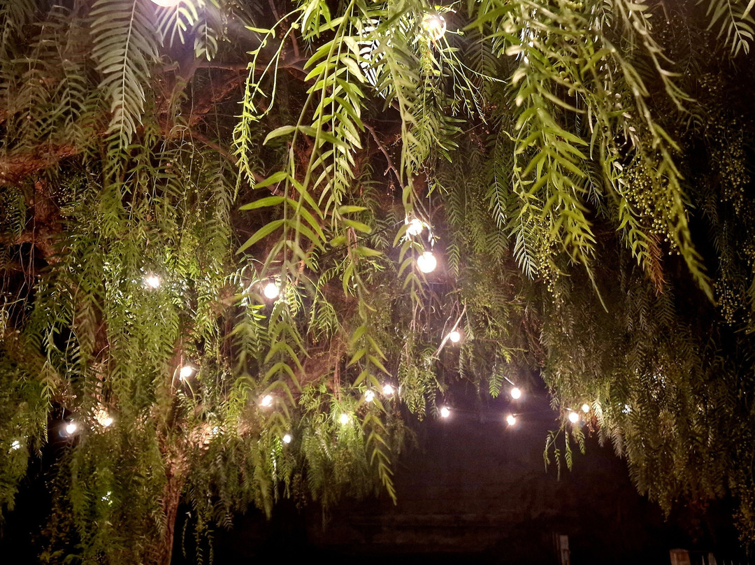 Domus Olea