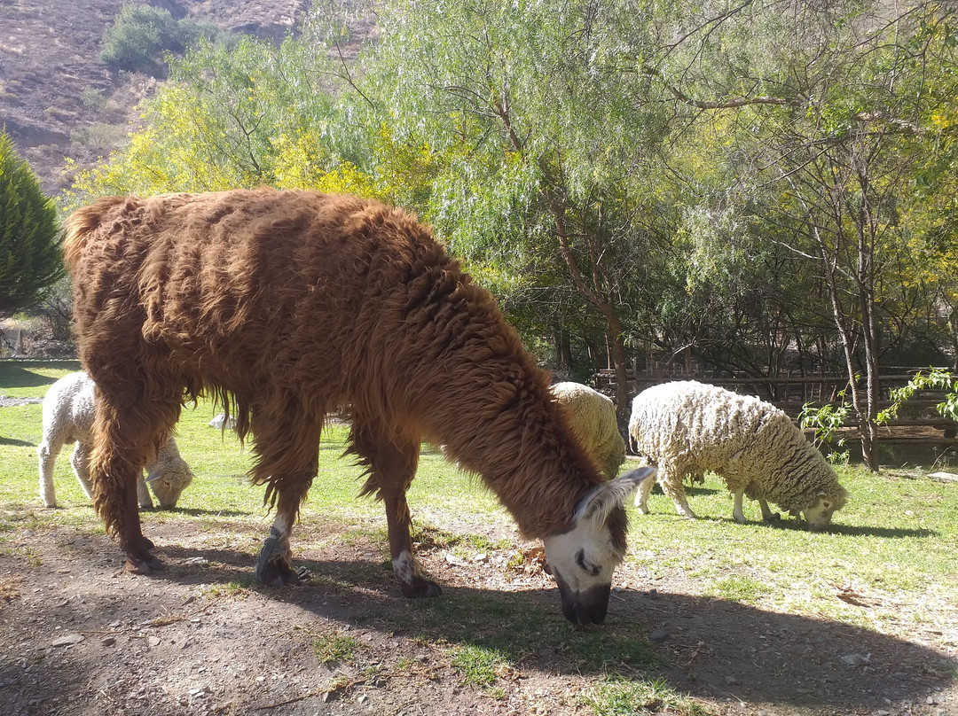 Fundo Hotel Ayarpongo主图