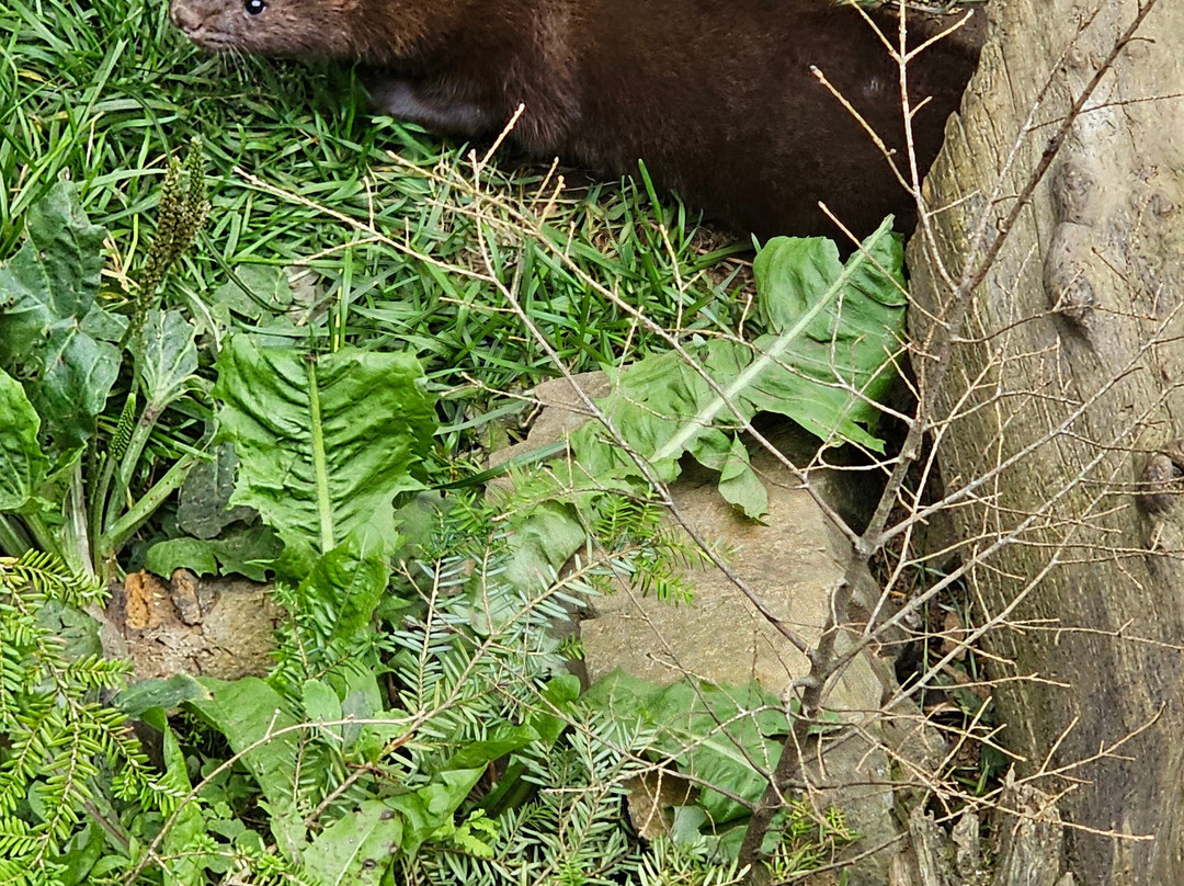 Kroschel Films Wildlife Center-海恩斯必去景点