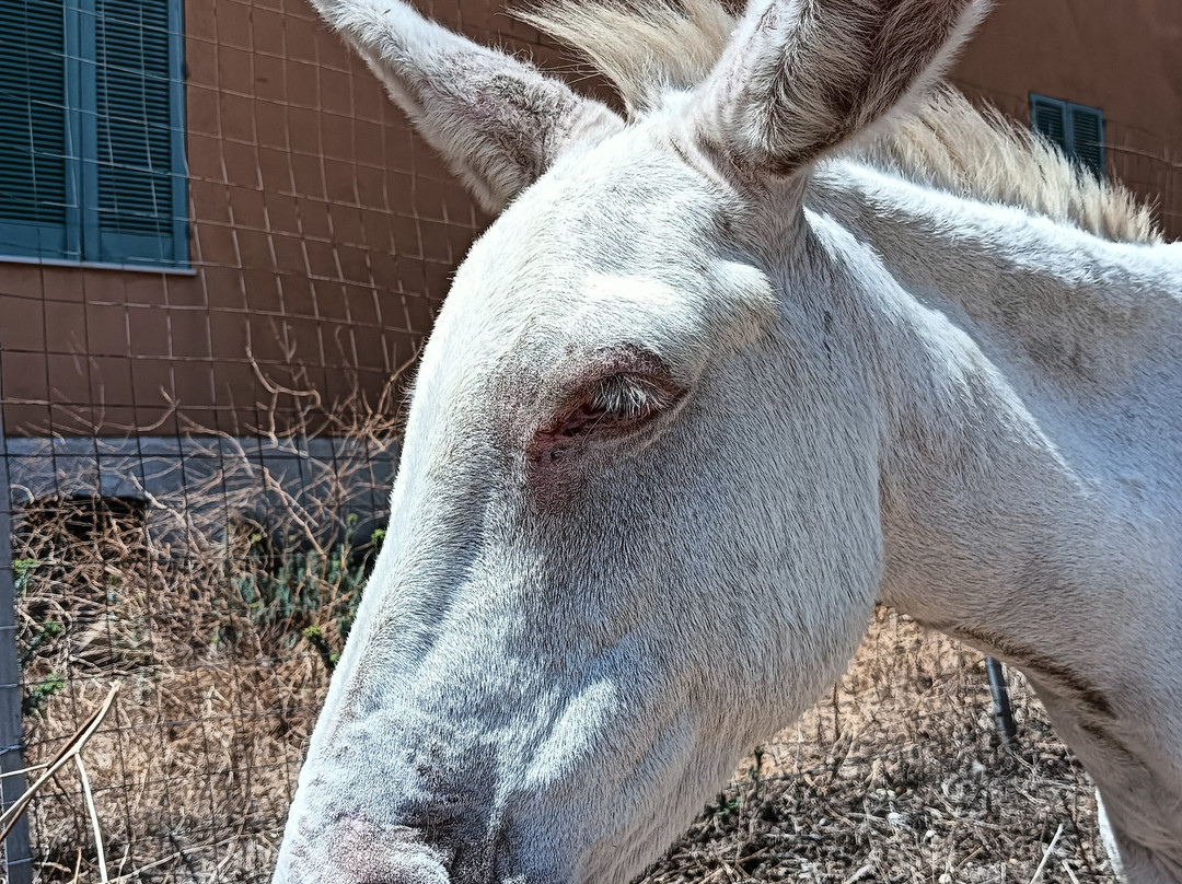 Mare & Natura - Tour Parco dell'Asinara-斯廷蒂诺必去景点