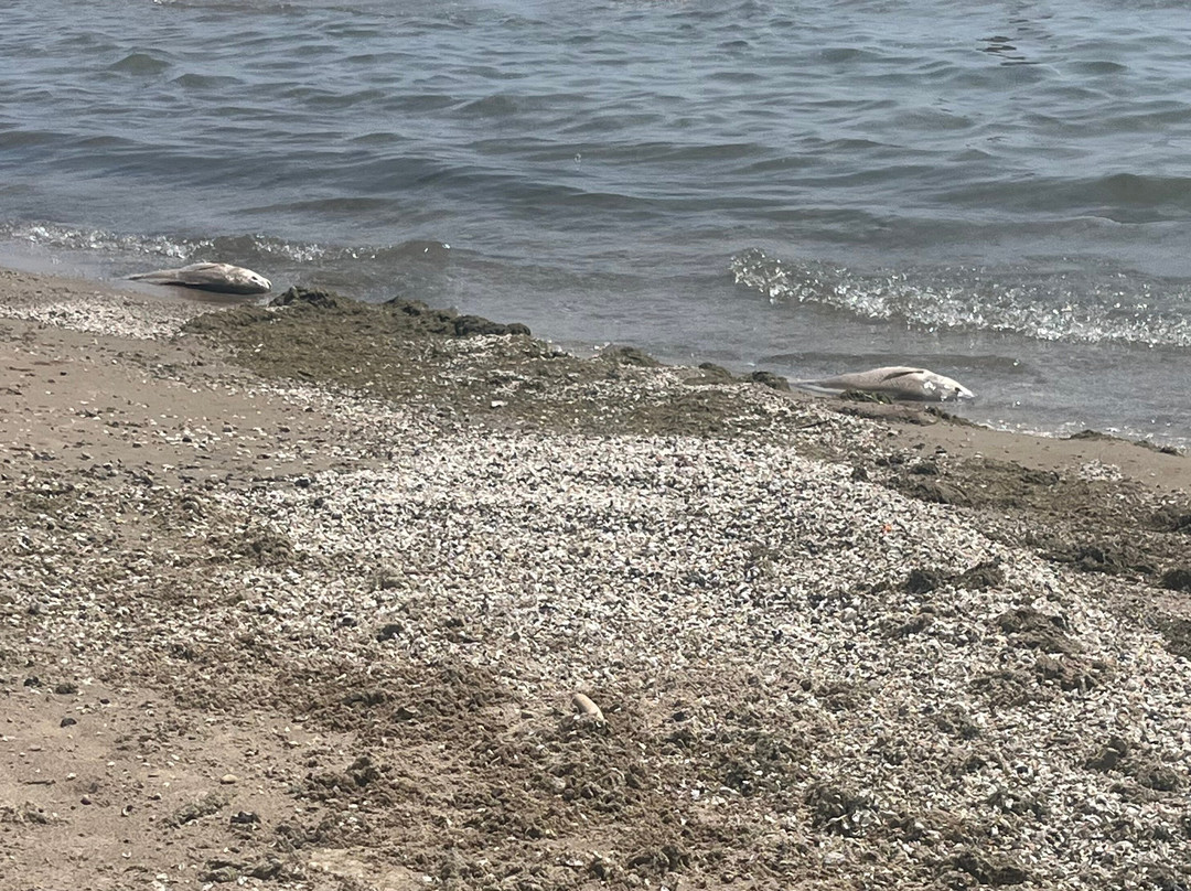 Nickel Beach-科尔本港必去景点