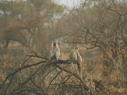 Primates Adventure-DMC-Ruhengeri必去景点