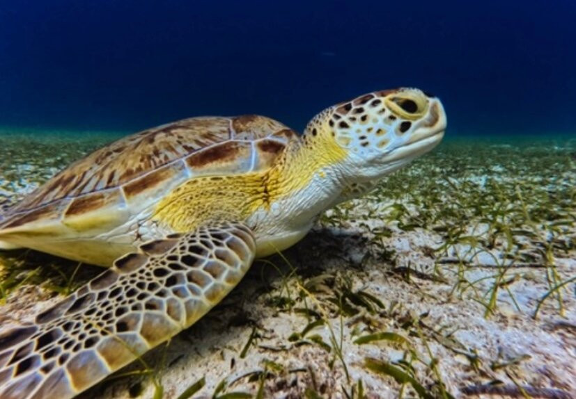 Coral Ocean Aruba-Malmok Beach必去景点