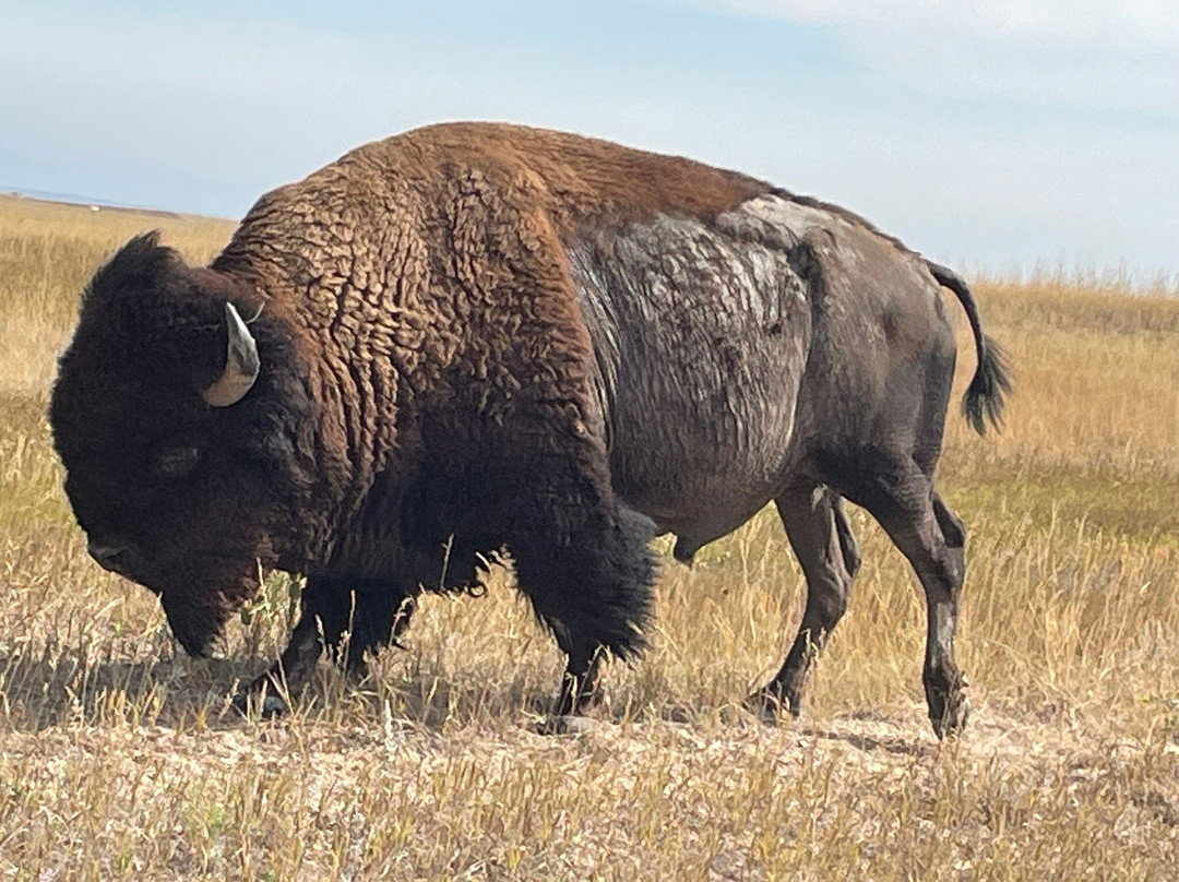 Black Hills Tour Company-拉皮德城必去景点