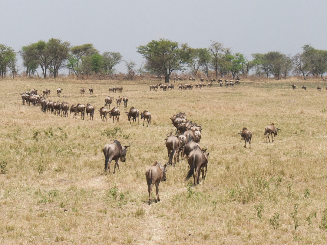 Safari Multiways-纳特龙湖必去景点
